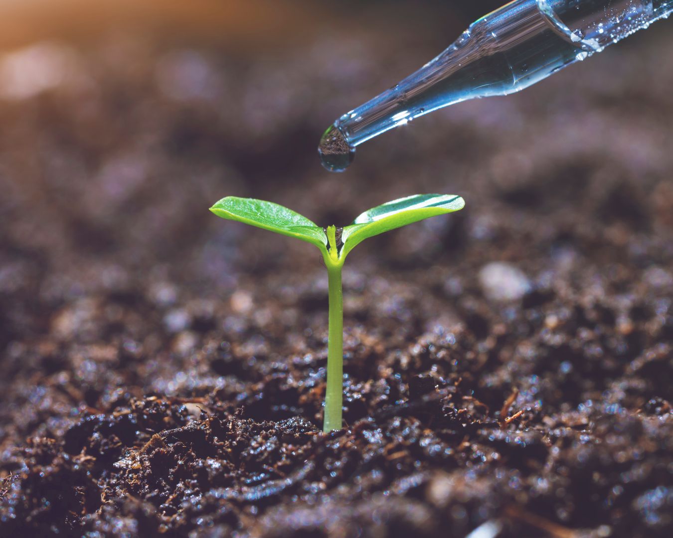 Brote verde en crecimiento siendo regado con precisión por una pipeta, representando el avance de la digitalización y la robótica en la agricultura para optimizar recursos y promover prácticas sostenibles.